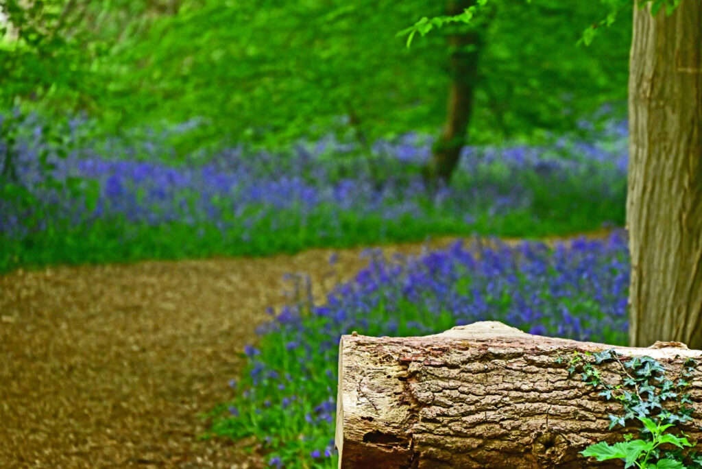 Winchfield Wood. Credit: Austin Guest