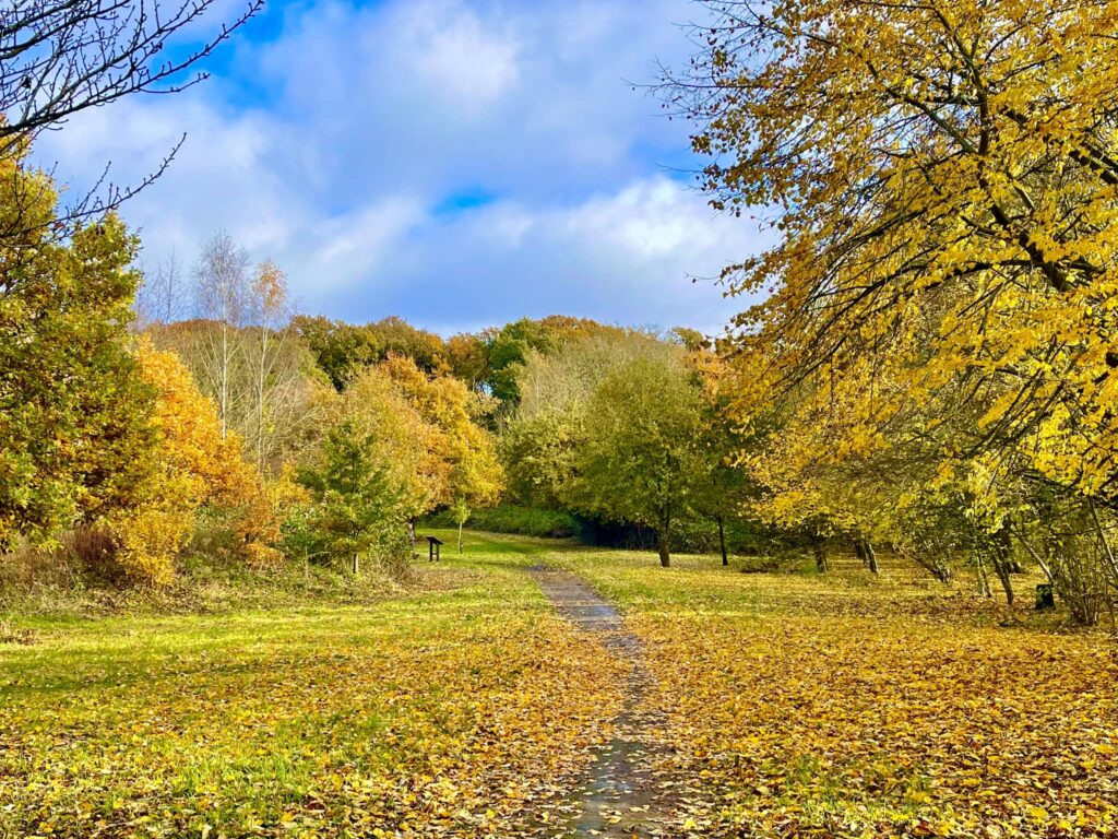 Winchfield Wood. Credit: David Mooney