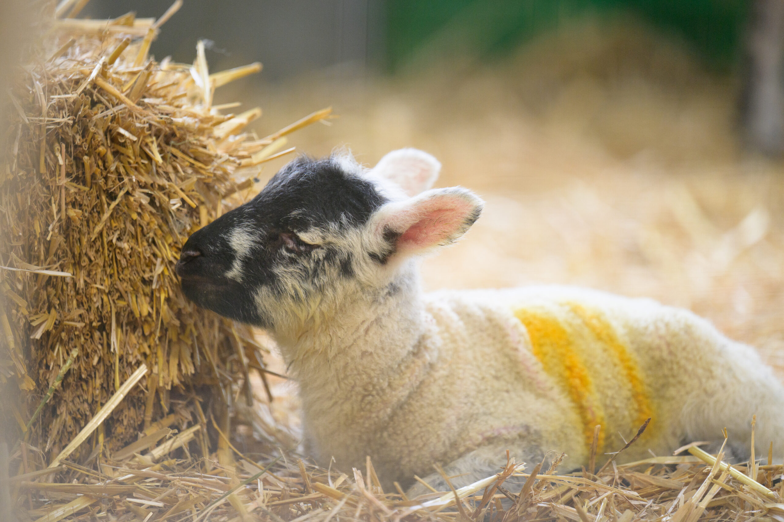 Lambing at Willows kicks off on Saturday 14 February and runs until Sunday 22 February