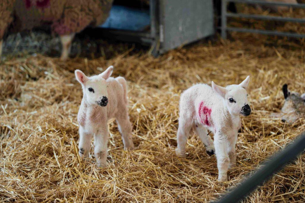 Oaklands College lambing weekend