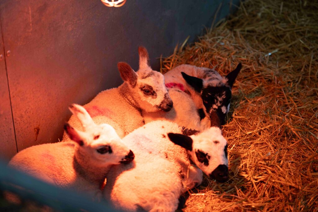 Oaklands College lambing weekend