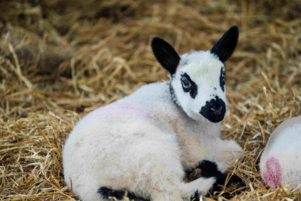 Oaklands College lambing weekend