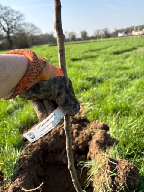 Planting a new organic orchard at Highfield Farm.