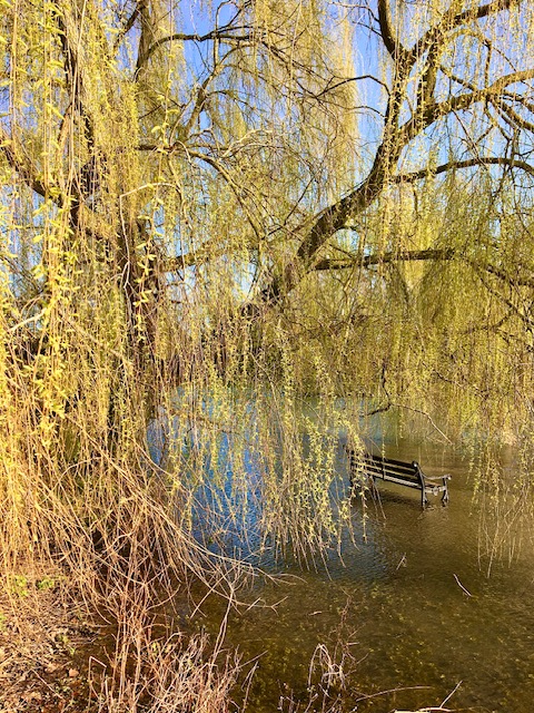 Verulamium Lake. Photo: Dr Robert Wareing