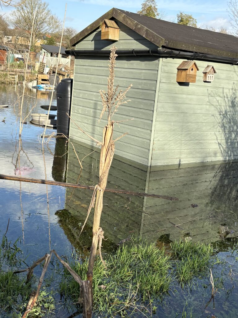 Flooding at Cottonmill allotments