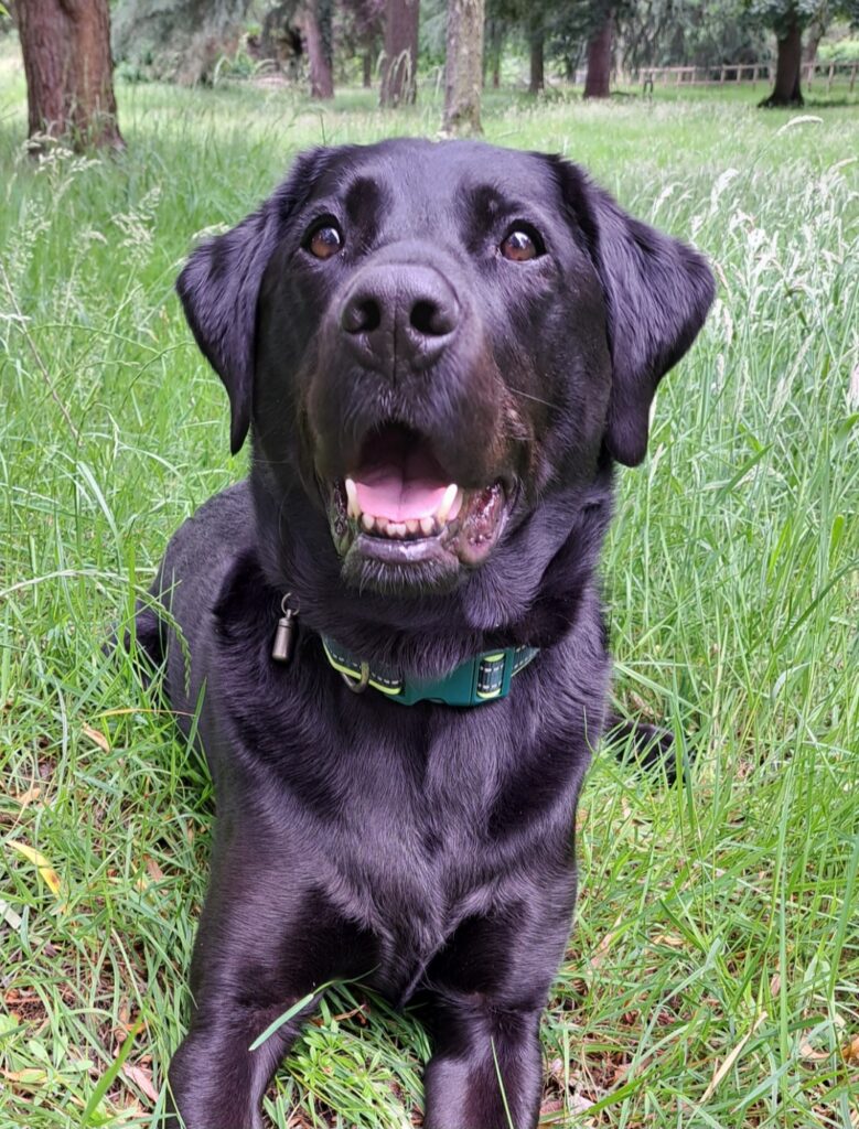 Baz