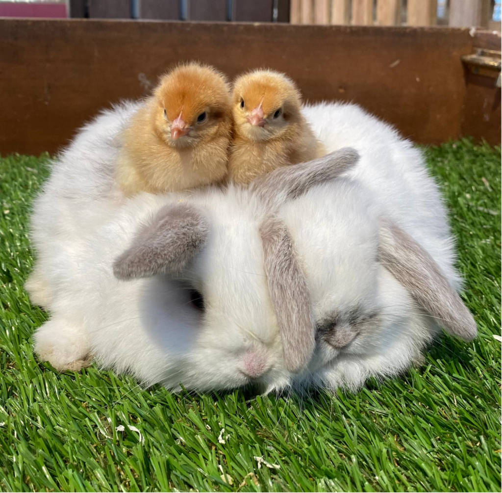 Easter at Willows Activity Farm