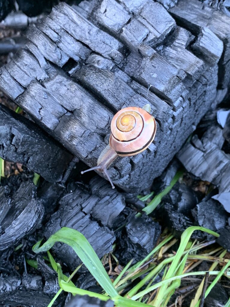 The Sopwell Community Garden bug hotel has been destroyed by vandals.