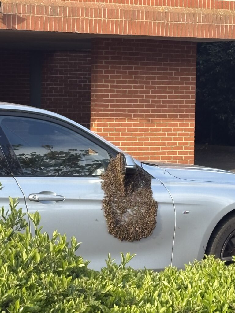 The bee swarm in the Beaconsfield Road car park.
