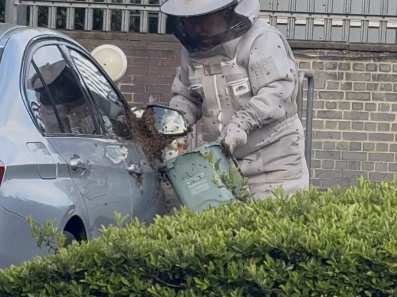 A beekeeper tackles the swarm.