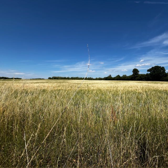Agricultural land at risk of development behind The Green Man pub in Sandridge.