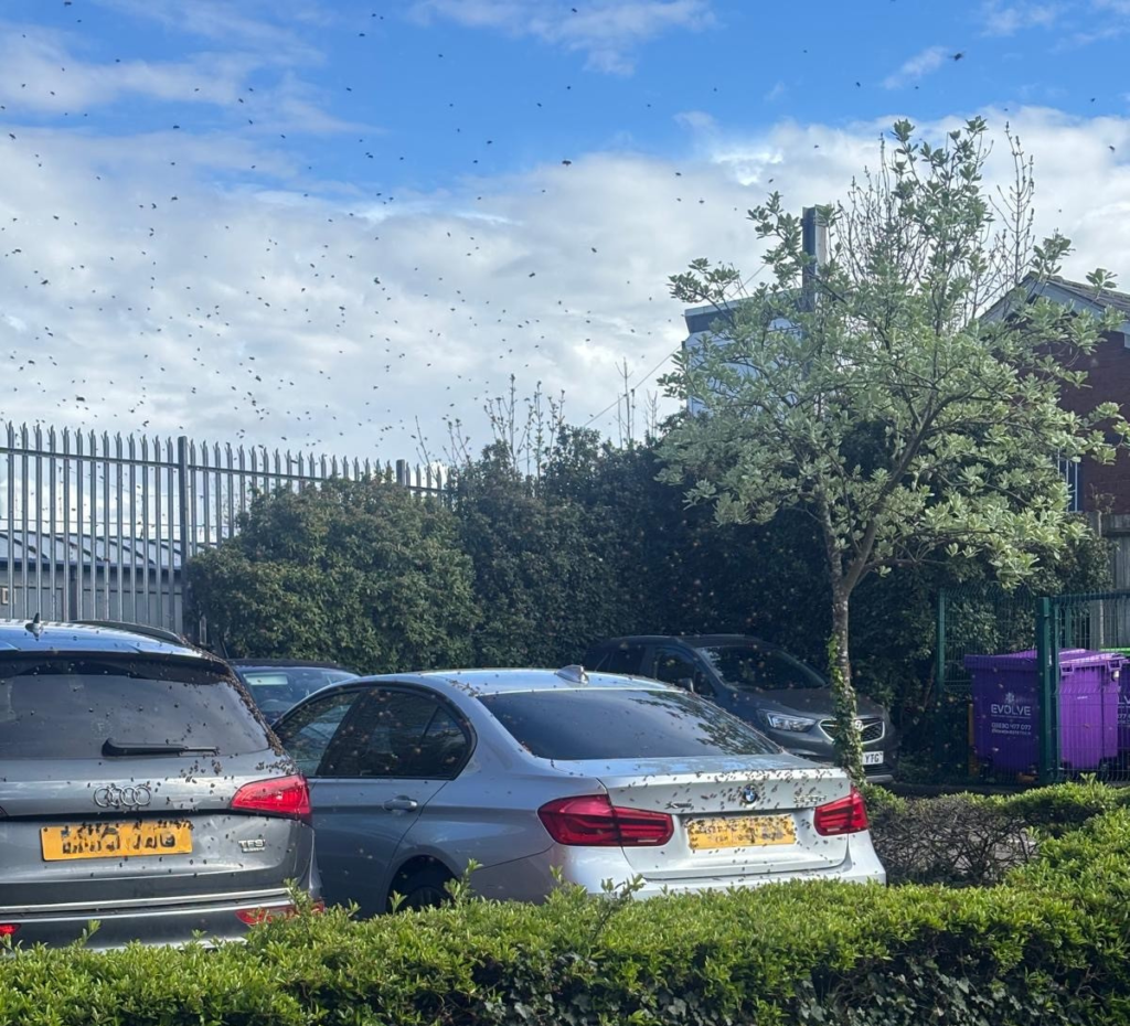 The bee swarm in the Beaconsfield Road car park.