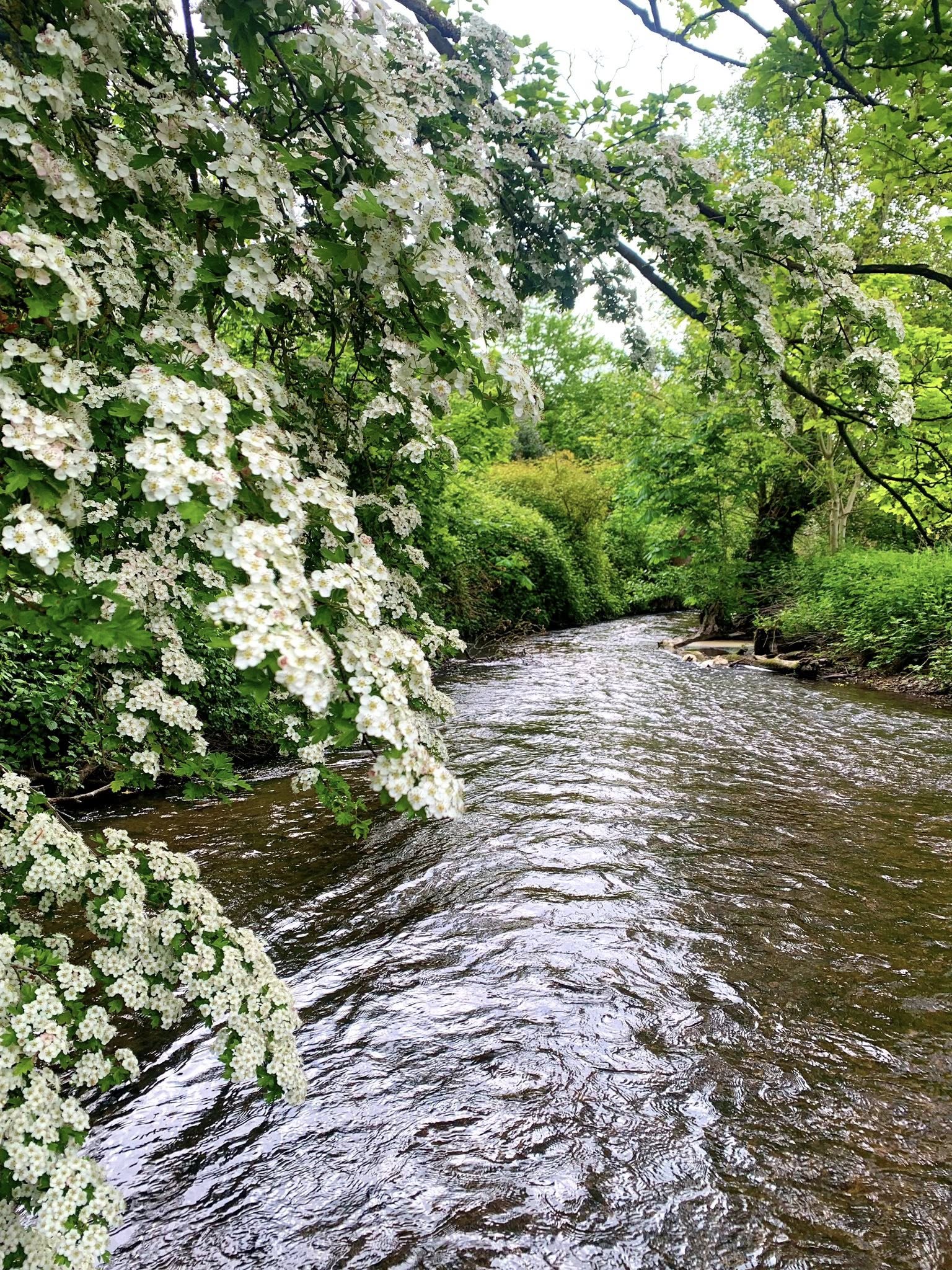 The River Ver in Verulamium Park