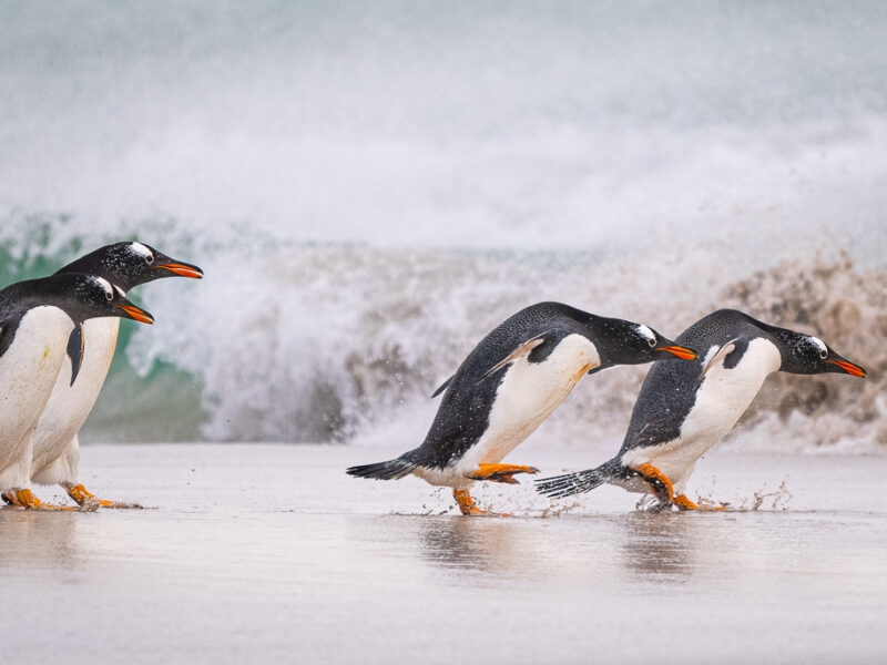 YOU GO FIRST, WE WILL FOLLOW!