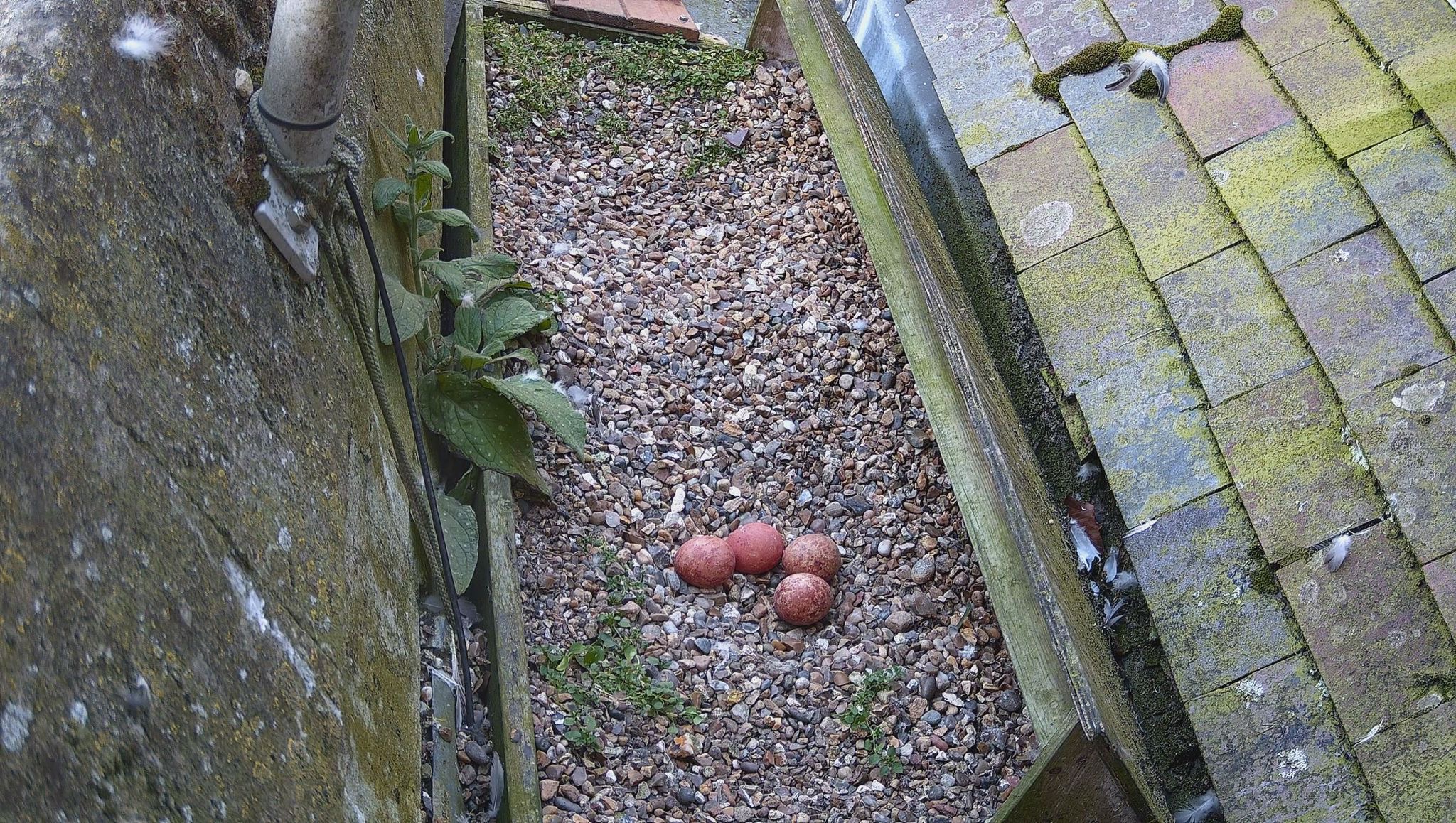 There are now four Peregrine falcon eggs.