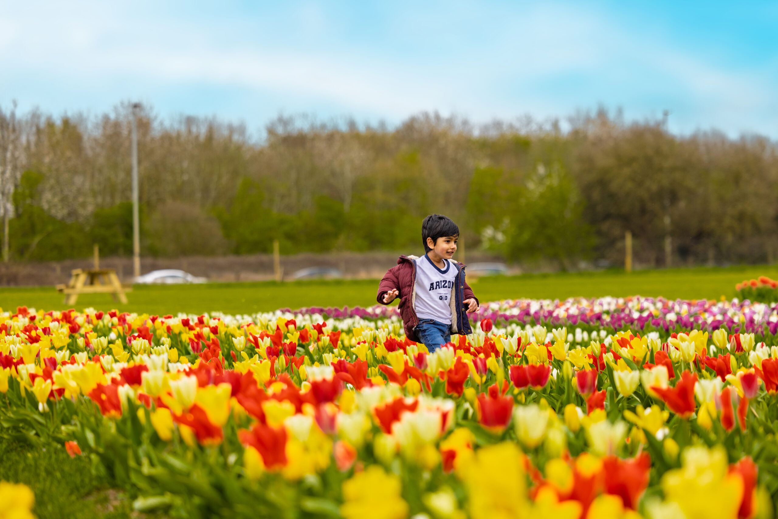 Tulleys Tulip Fields at Willows Activity Farm.