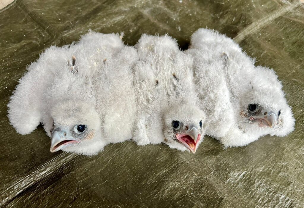 Peregrine Falcon Chicks St Albans 29 May 2026 (c) Barry Trevis