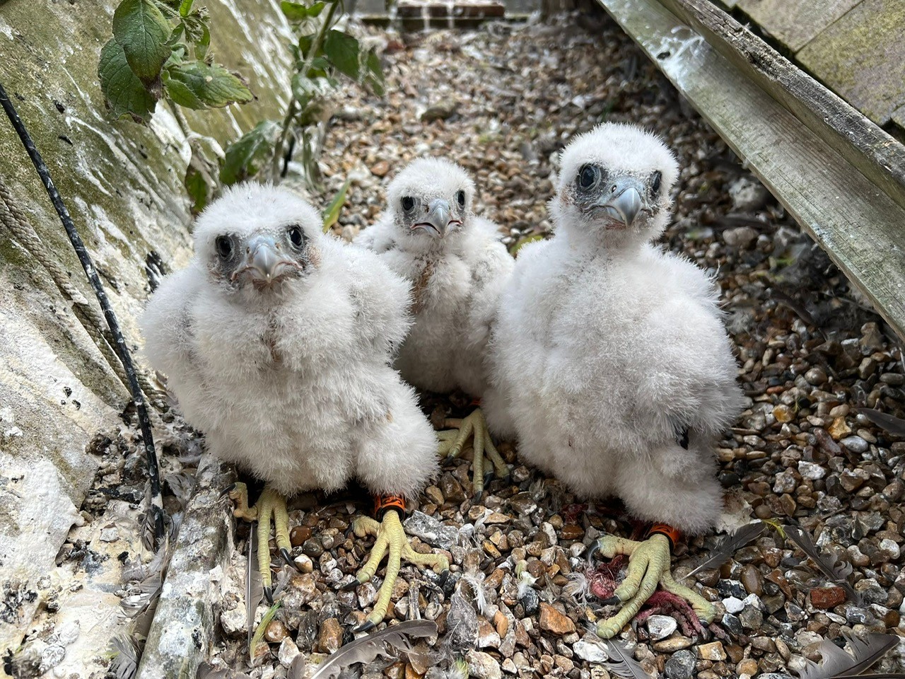 Peregrine Falcon Chicks St Albans 29 May 2026 (c) Barry Trevis
