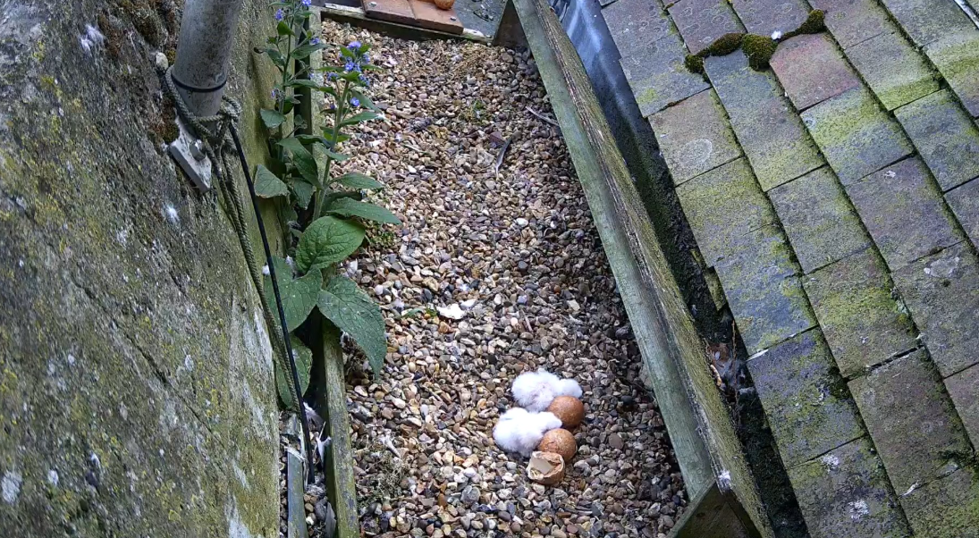 Screenshot from the falcon cam at St Albans Cathedral showing the hatched eggs.