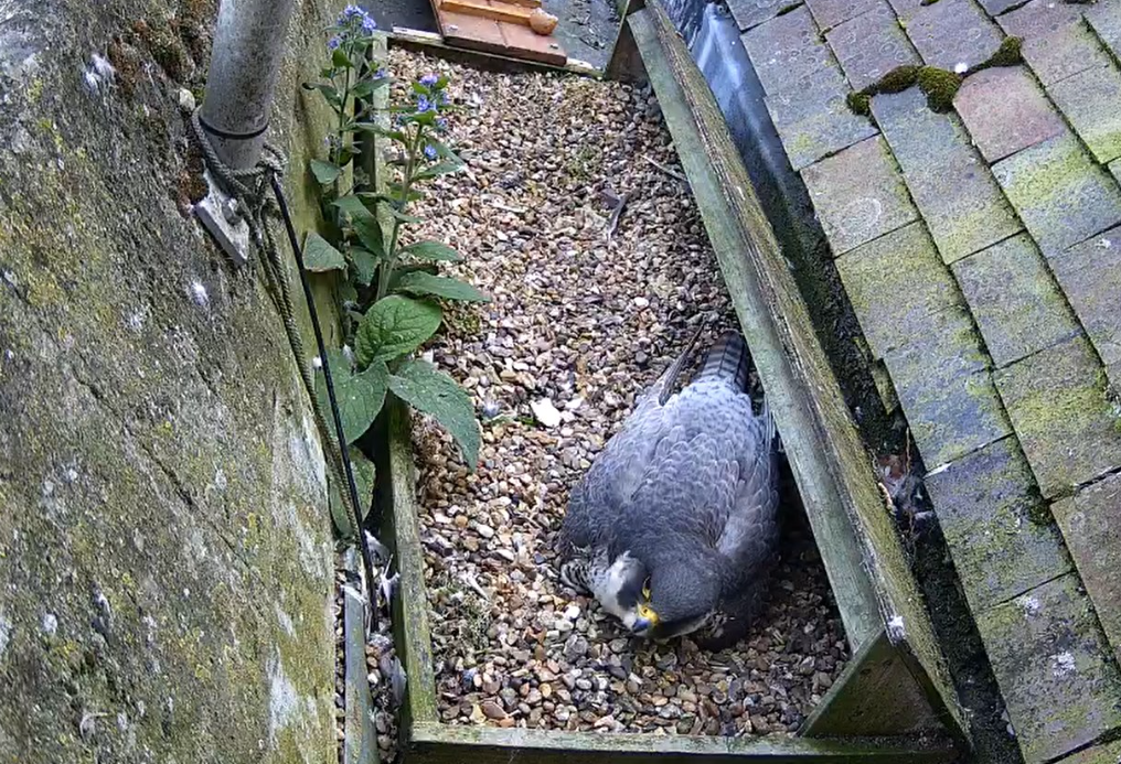 Boudicca protecting her hatchlings.