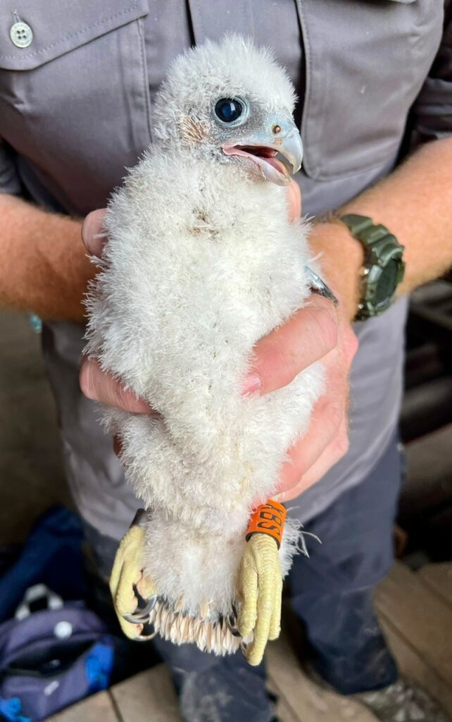 Single Peregrine Chick Ringing May 2026 (c) Barry Trevis