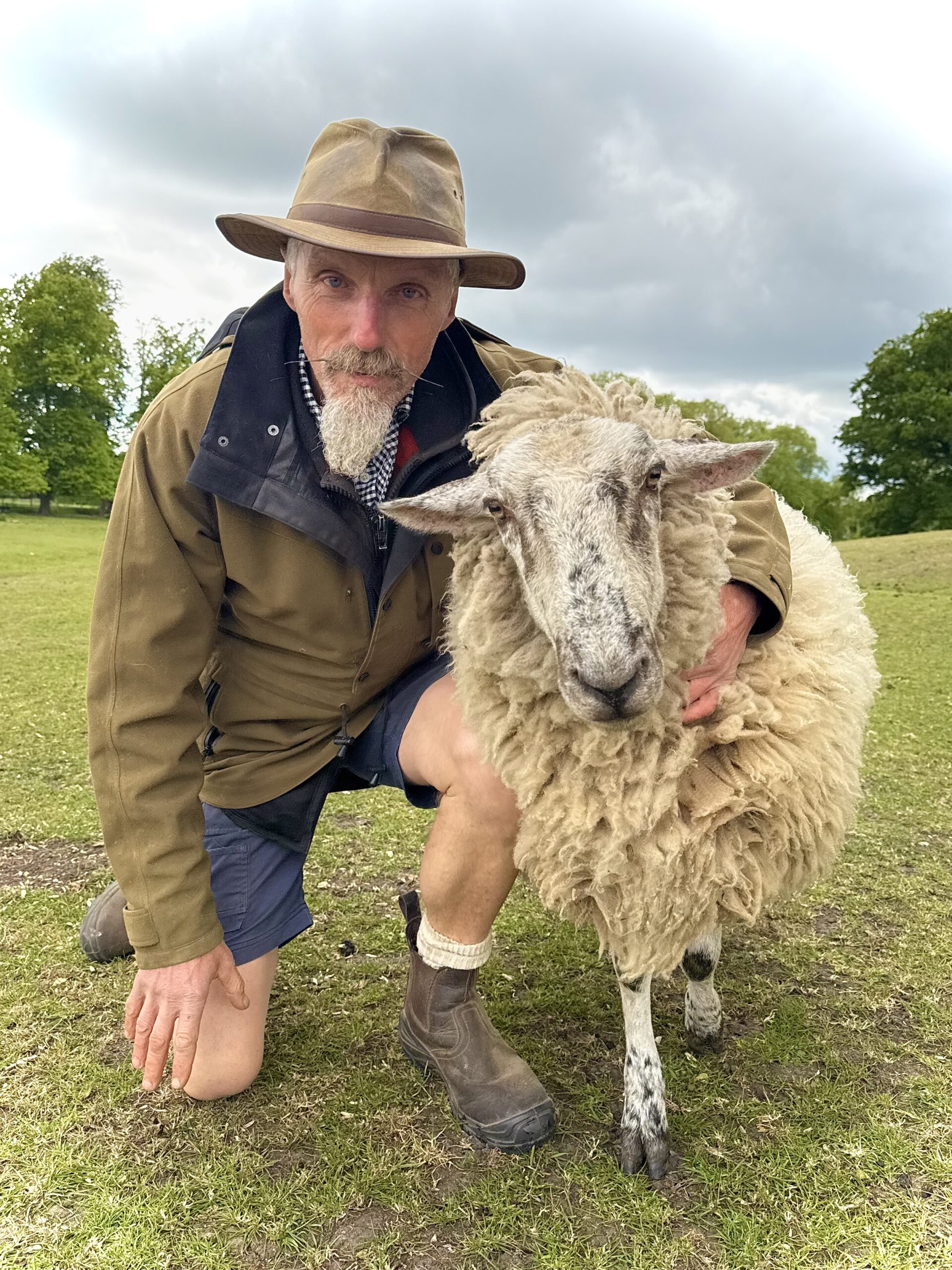Tuck the shepherd will be shearing sheep at Willows Activity Farm this weekend. Image credit: Willows Activity Farm.