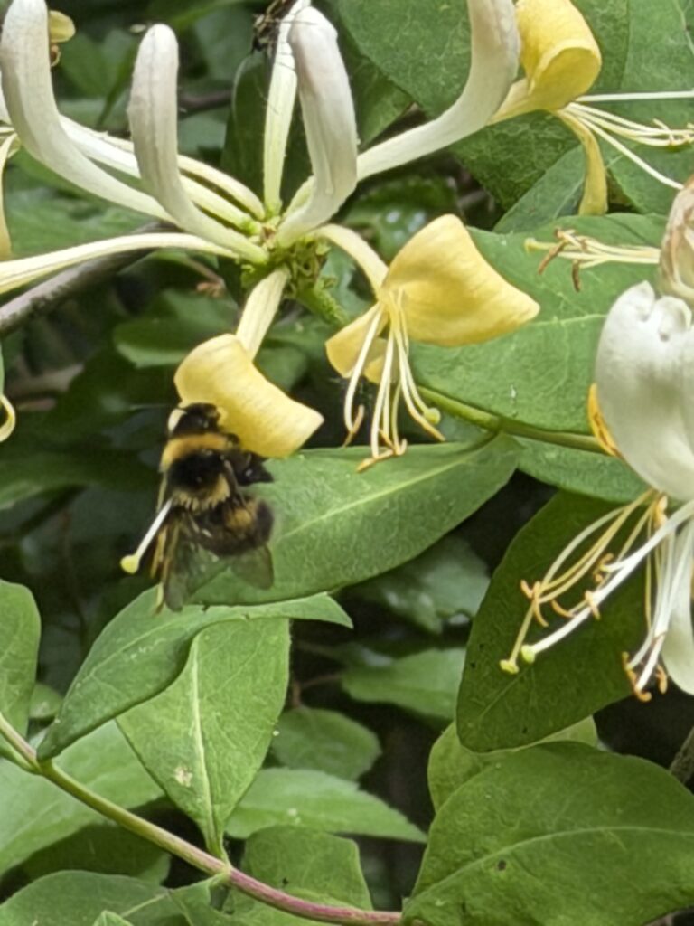 Bees at Potters Crouch Plantation