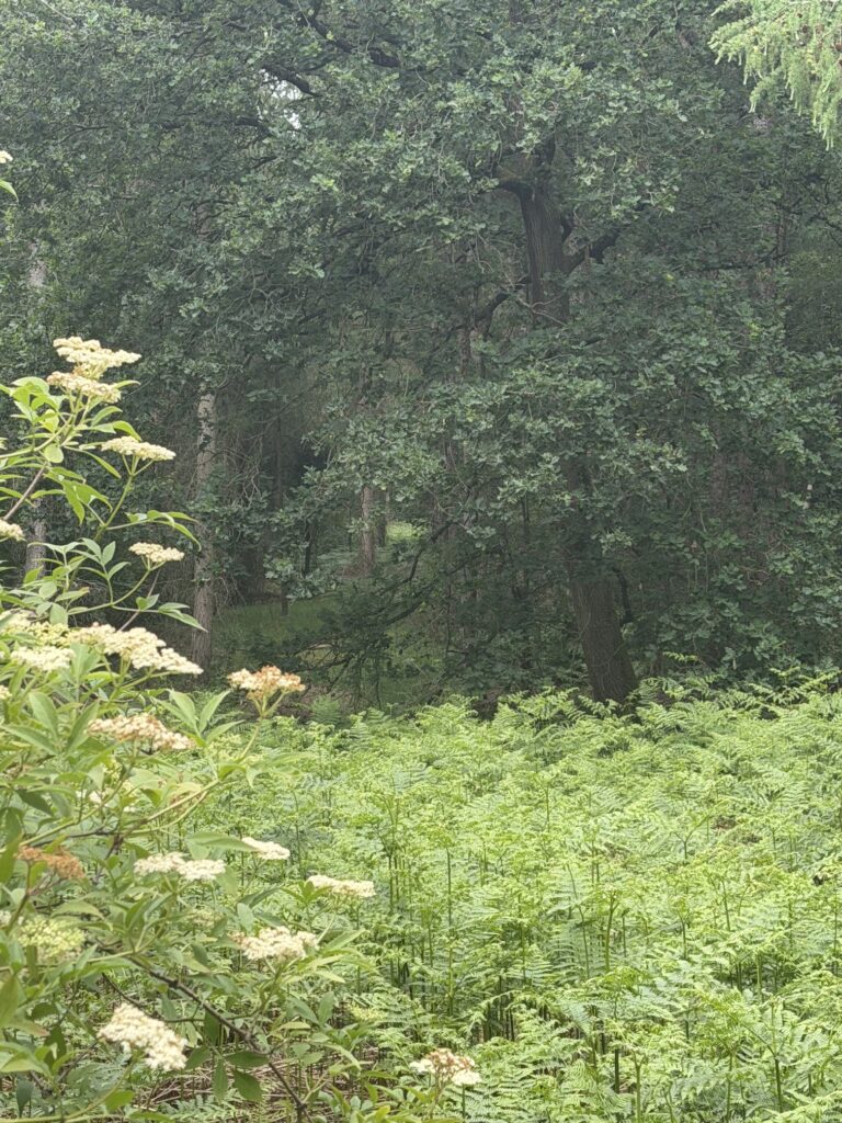 Woodland at risk from the Centurion Club expansion