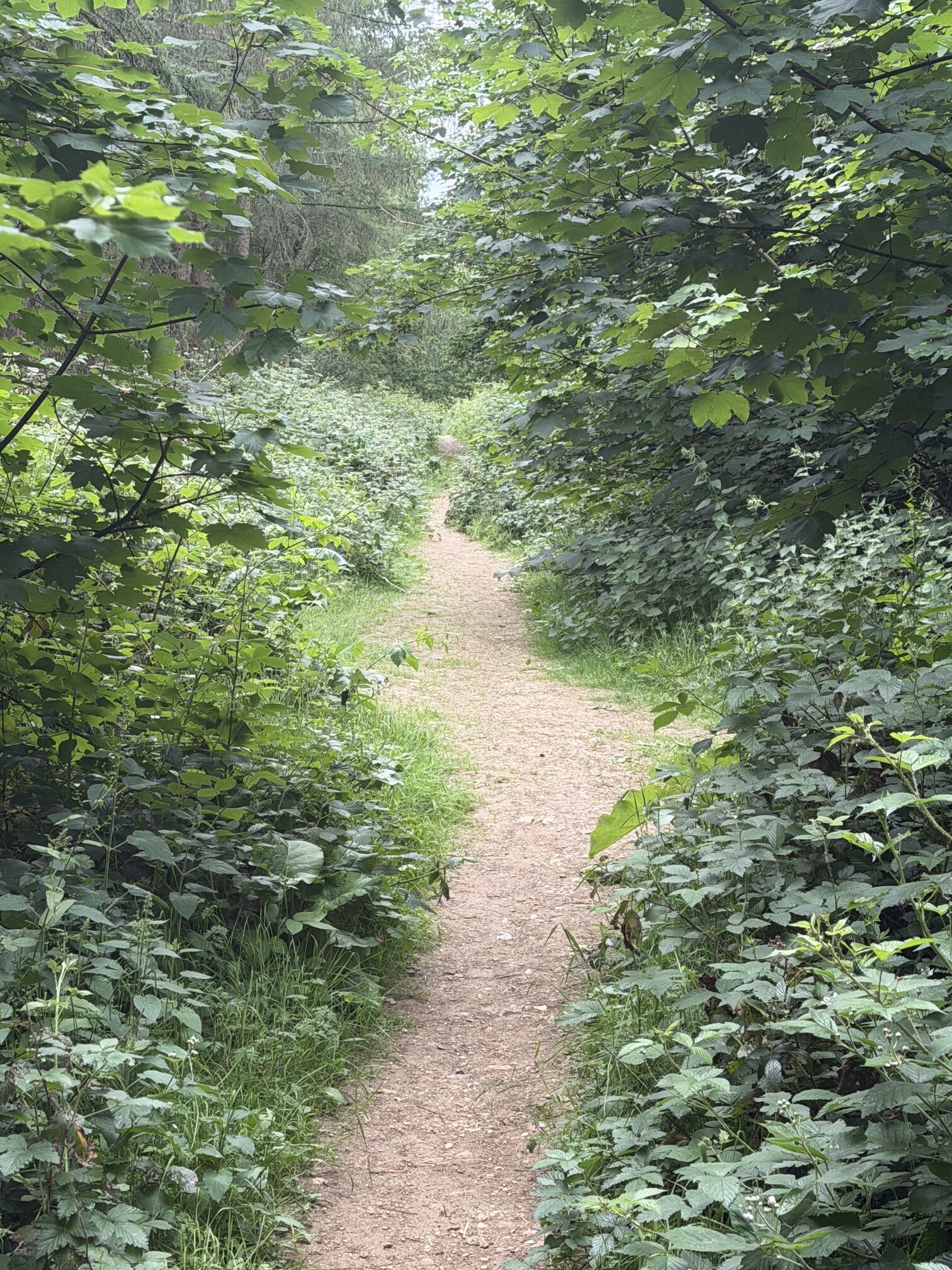 Woodland at risk from the Centurion Club expansion