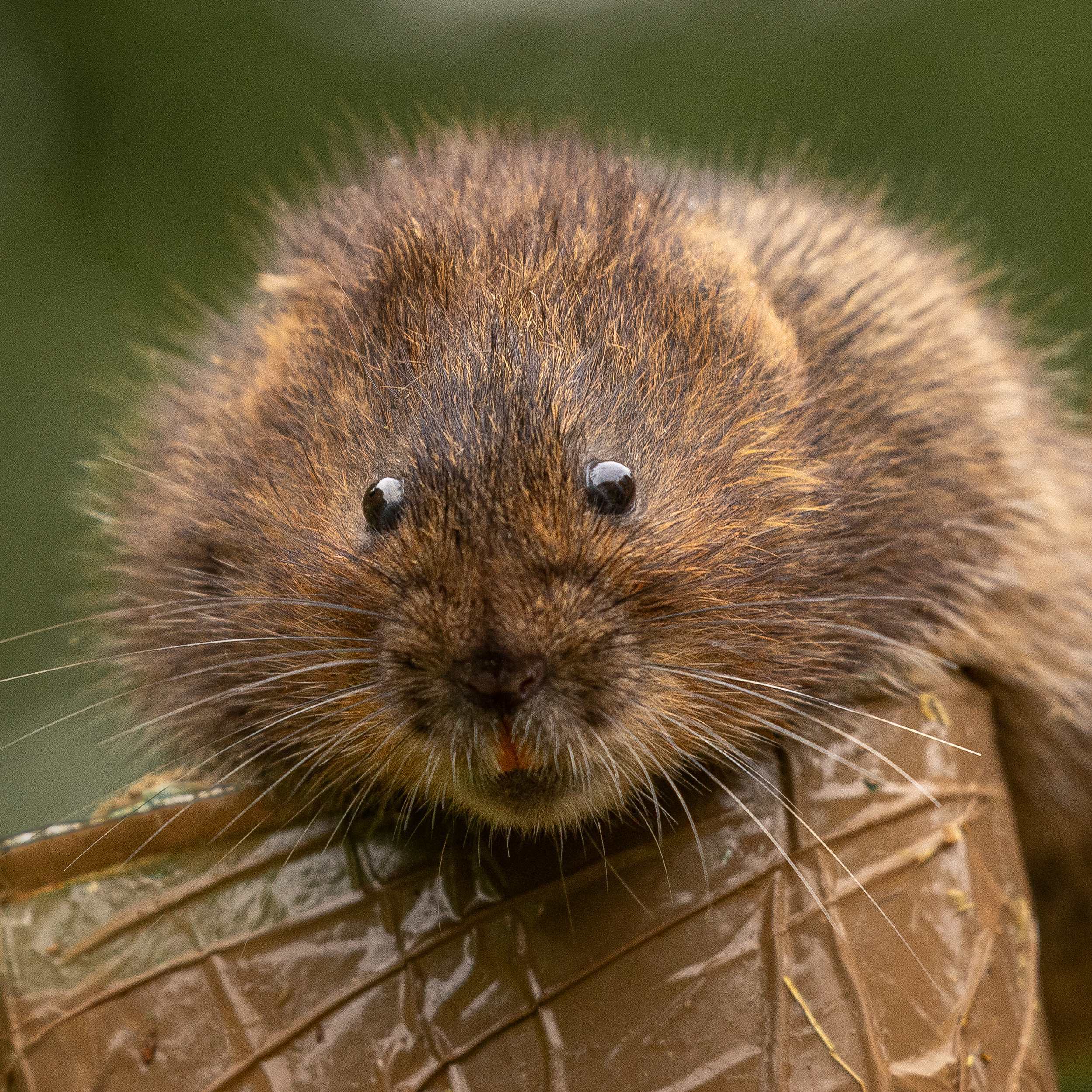 Water voles have been released at Batford Springs