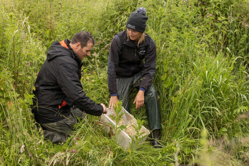 Water voles have been released at Batford Springs