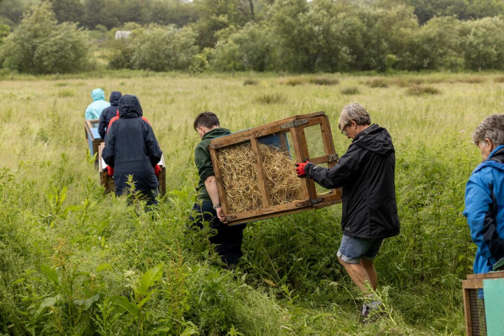 Water voles have been released at Batford Springs