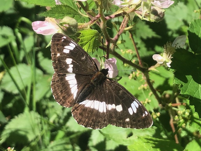 White Admiral by Malcolm Hull