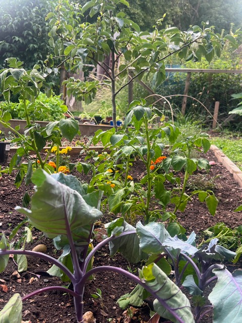 The allotment at The Abbey CE VA Primary School