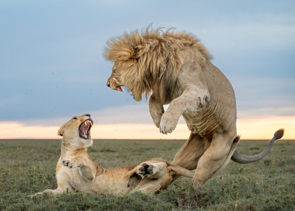 Passion Turns to Aggression by Julie Cawthorpe