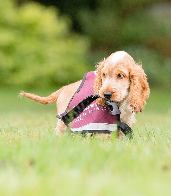 Can you help train a hearing dog?