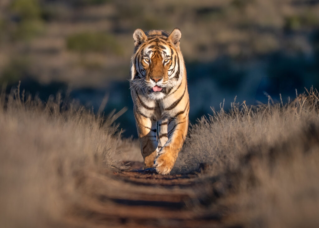 Tiger in Early Morning Light by Julie Cawthorpe