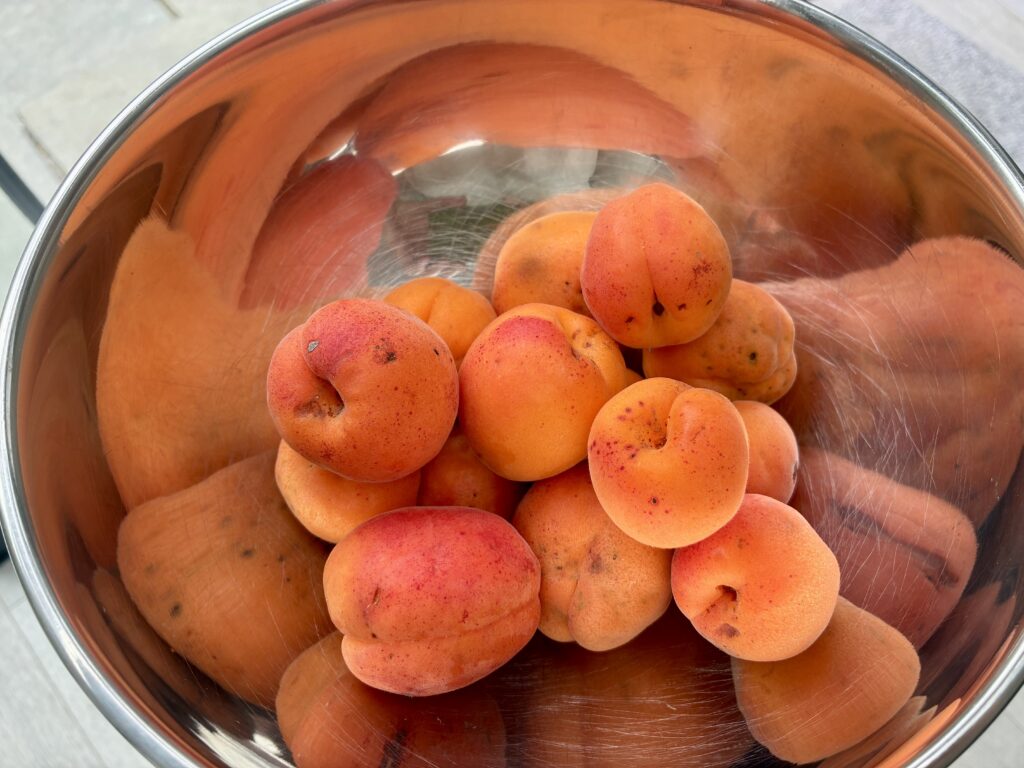 Apricot haul