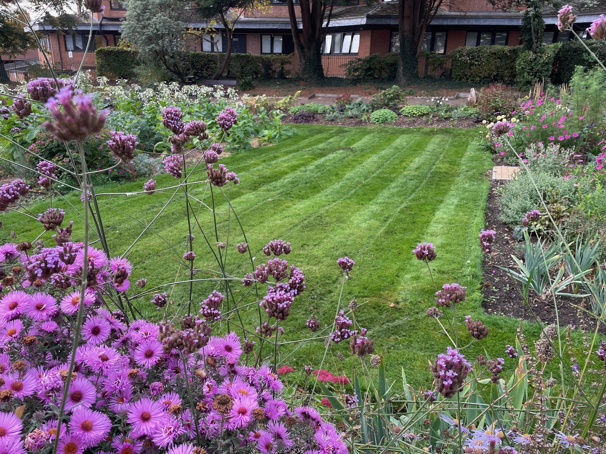 St Albans Civic Rose Garden