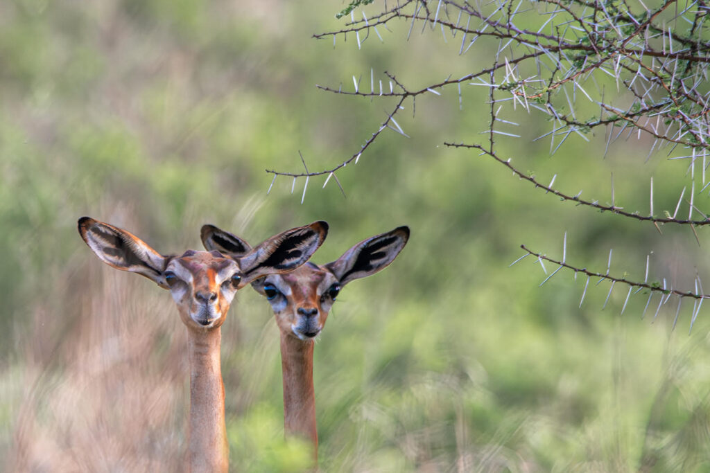 Peeping Gerenuks by Richard Greenaway
