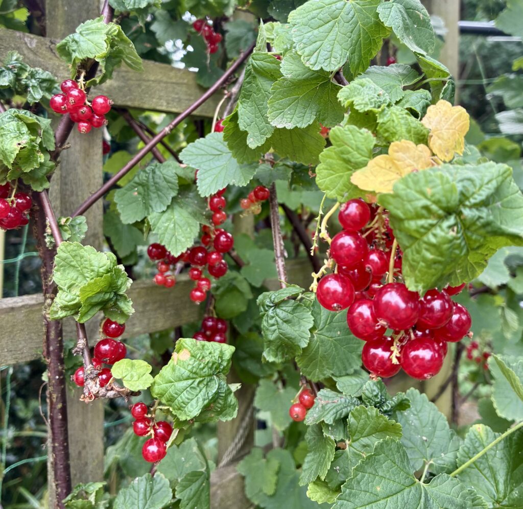 Redcurrant vine