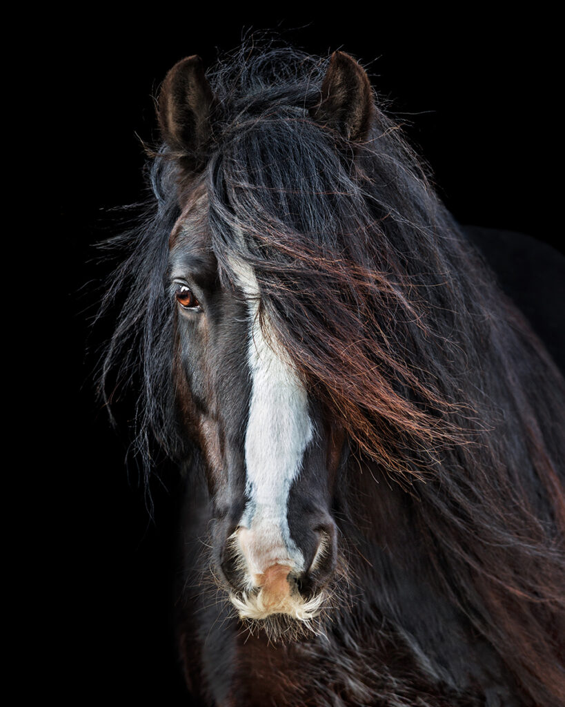 Windswept by Nicky Broadhurst