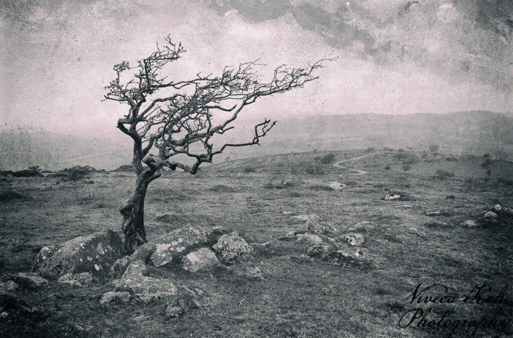 Lonely Tree by Viveca Koh