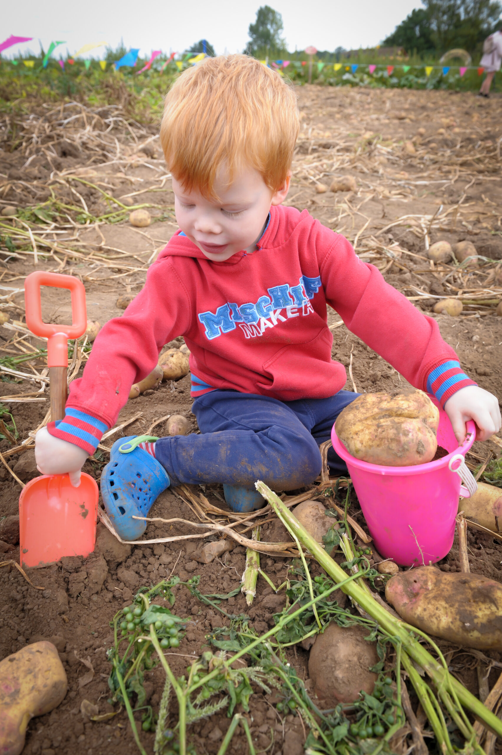 Digging for potatoes at Willows.
