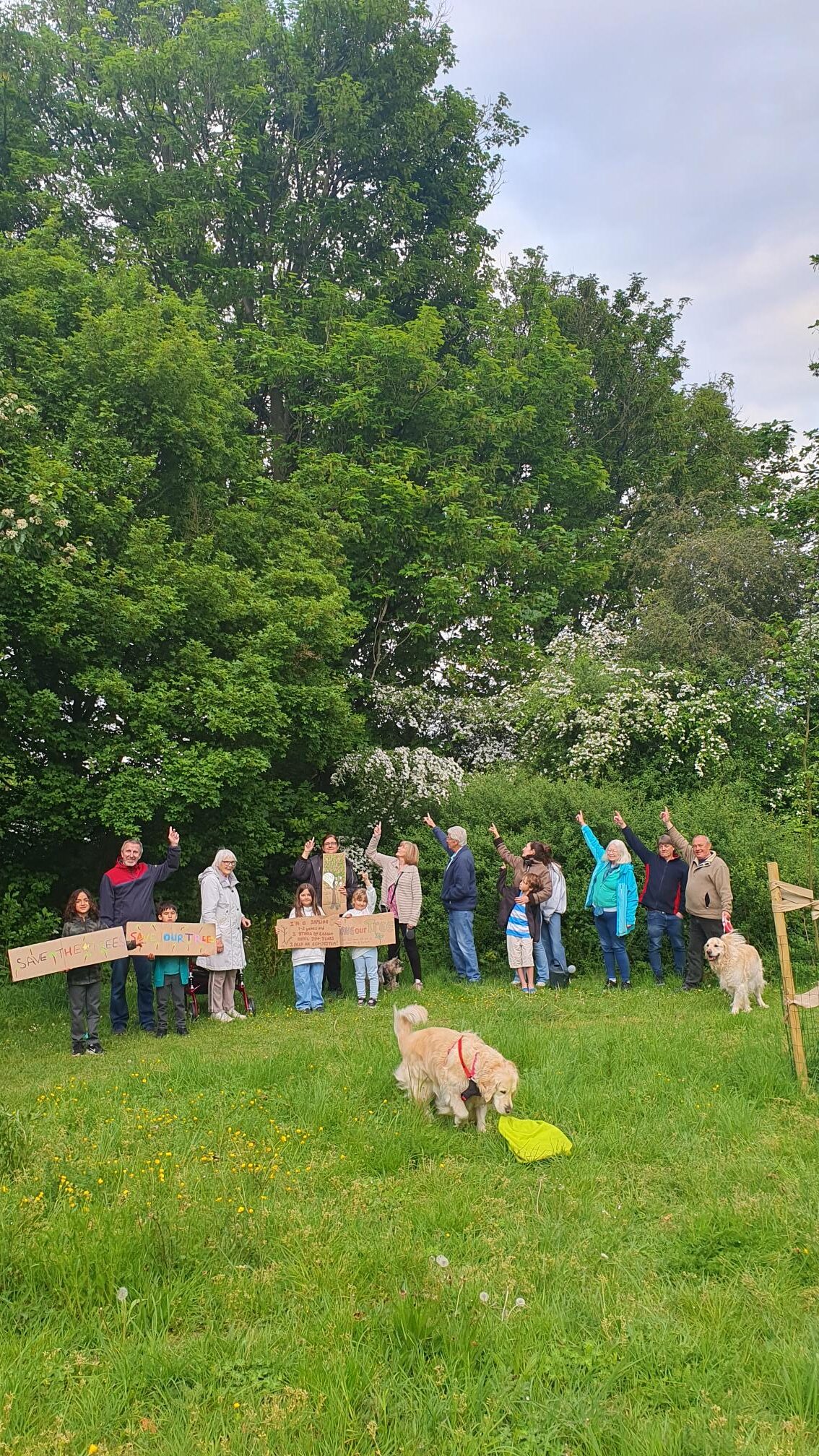 Residents point to the threatened sycamore.