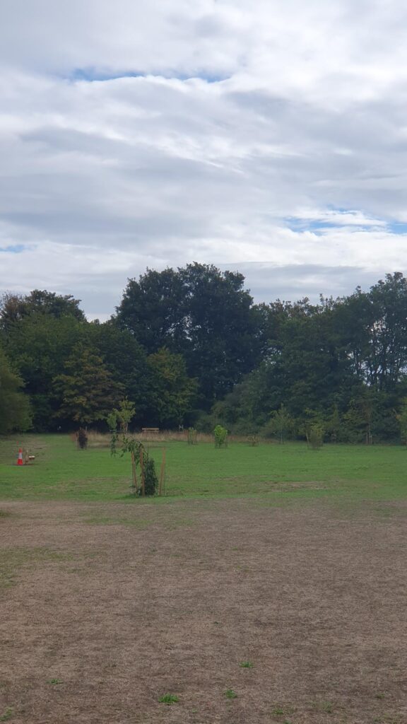 Park Street roundabout tree is saved from destruction – but others still face the axe