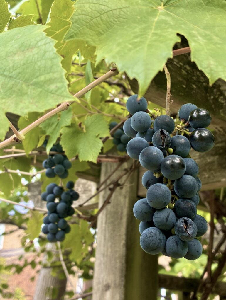 Grapes on the vine