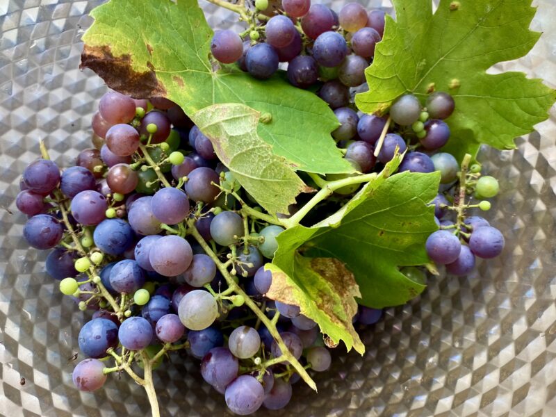 Grapes in a bowl