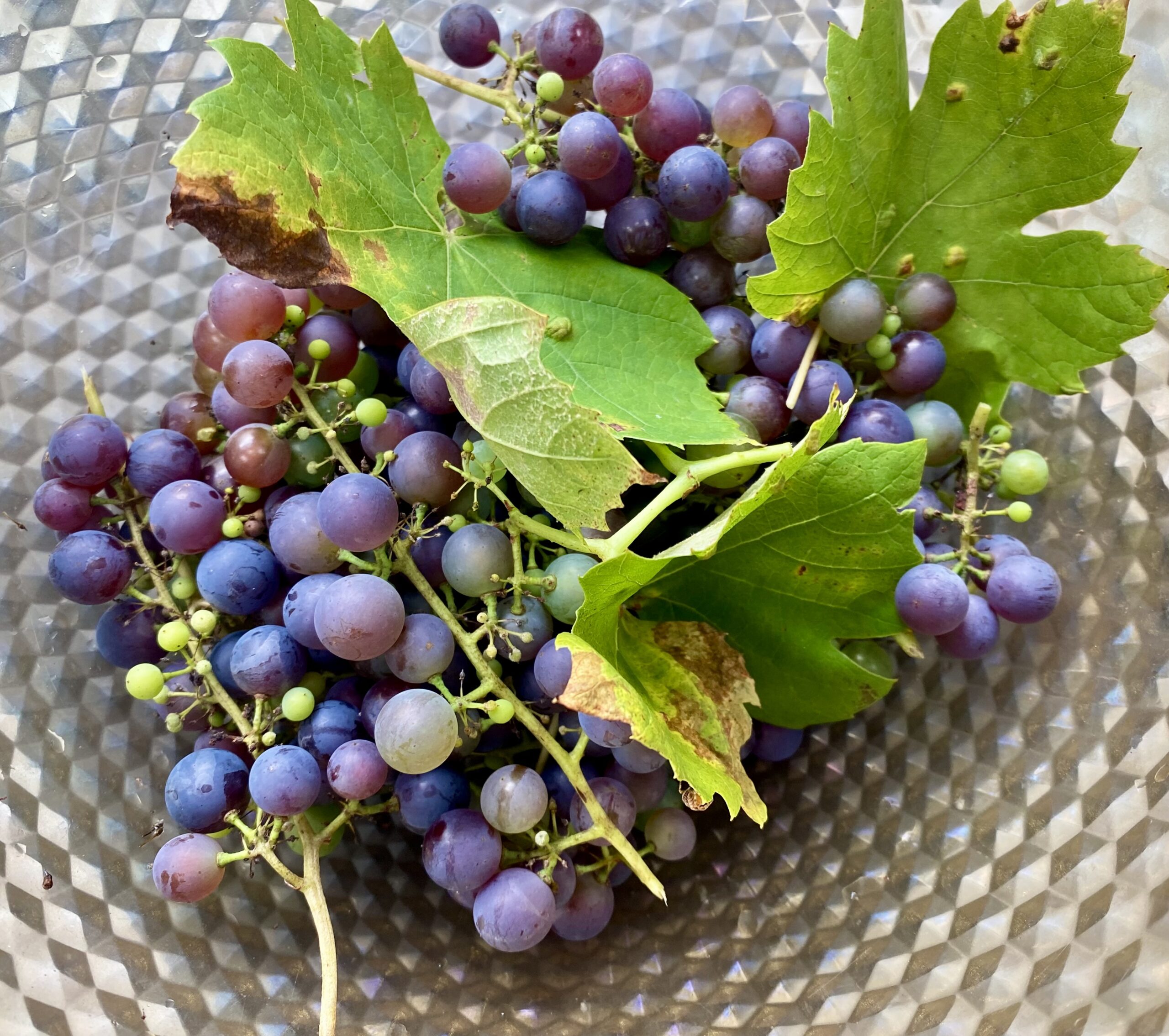 Grapes in a bowl