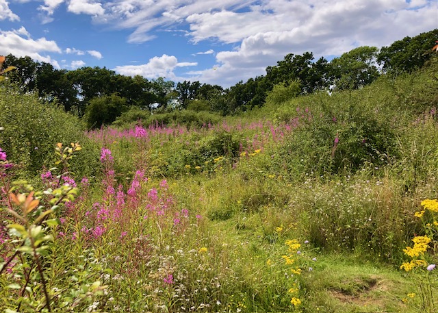Bedmond Lane Wildlife Meadow. Photo by Dr Robert Wareing.